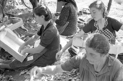 HOŘKÉ HROZNY - MONDÉNNÍ HROZNY od Ando Gilardi