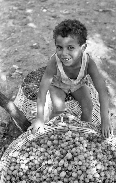HOŘKÉ HROZNY - SYN "MONDINY od Ando Gilardi