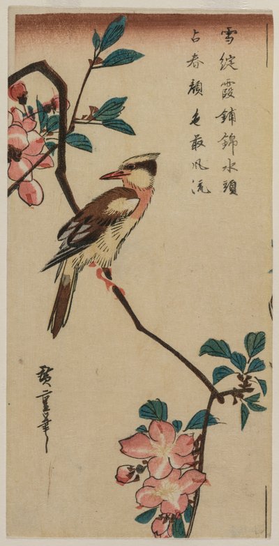 Korejský slavík na třešňové větvi, začátek nebo polovina 30. let 19. století. od Ando Hiroshige