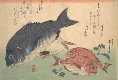 Kurodai a Kodai Ryby s bambusovými výhonky a bobulemi, ze série Uozukushi Every V..., 30. léta 19. století. od Ando Hiroshige