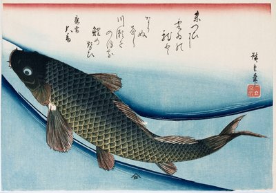 "Kapr", ze série "Sbírka ryb" od Ando or Utagawa Hiroshige