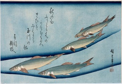 Rivertrout", ze série "Sbírka ryb" od Ando or Utagawa Hiroshige