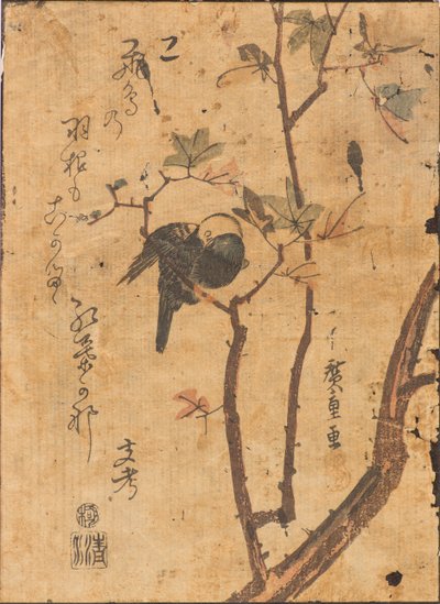 Studie ptáka spícího na větvi od Ando or Utagawa Hiroshige