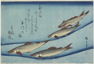Pstruh od Ando or Utagawa Hiroshige
