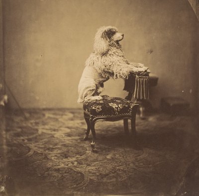 [Pudl císařovny Eugenie], 50. léta 19. století. od Andre Adolphe Eugene Disderi