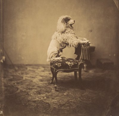 [Pudl císařovny Eugenie], 50. léta 19. století. od Andre Adolphe Eugene Disderi
