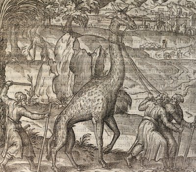Žirafa, rytina z Cosmographie Universelle od Andre Thevet