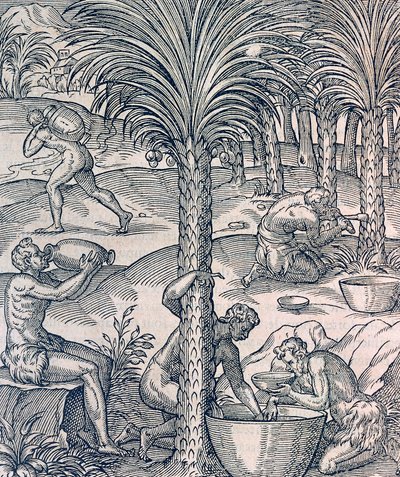 Obyvatelé Kapverd vyrábějící nápoje z palem, rytina z Universal Cosmology, Andre Thevet (1504-1592), Paříž od Andre Thevet
