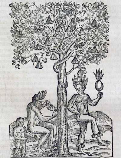 Ovoce Nana, tropická léčivá rostlina, rytina z Universal Cosmology, Andre Thevet (1504-1592), Paříž od Andre Thevet