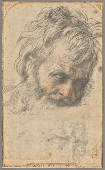 Studie hlavy svatého Josefa (recto); dvě studie nohou (verso) od Andrea del Sarto