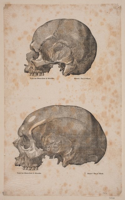 Cranier od Andreas Flinch