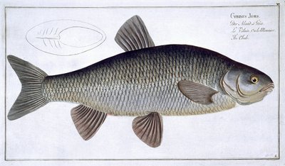 Tlouštík (Cyprinus Jeses) deska VI z „Ichthyologie, ou histoire naturelle generale et konkrétní des poisson“, Marcus Elieser Bloch (1723-99), vyrytý Gabriel Bodenehr (1673-1766), vyd. od Andreas Ludwig Kruger