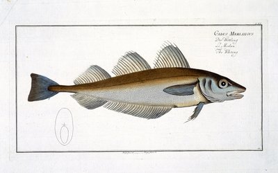 Talíř bezvousa (Gadus Merlangus) LXV z „Ichtyologie nebo obecné a zvláštní přirozené historie ryb“, od Marcus Elieser Bloch (1723-99), publikovaný kolem 1785-99 od Andreas Ludwig Kruger