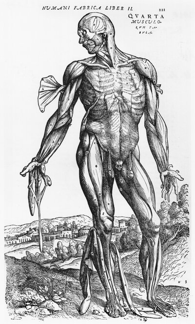 Anatomická studie, ilustrace z 
