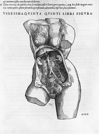 Anatomická deska ženského poprsí. Rytina do „“Humani corporis fabrica libri septem““ od Andrea Vesalio (1514-1564), doktor Karla V., Bale 1543. od Andreas Vesalius