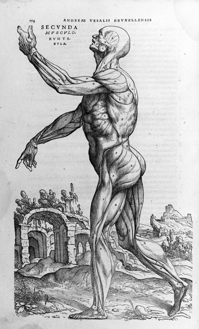 Andrea Vesalio (1514 - 1564), lékař Karla V od Andreas Vesalius