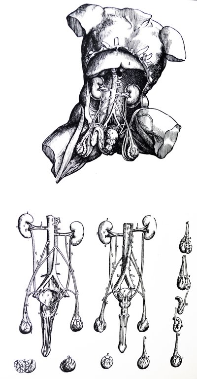 Desky z páté knihy De Humani Corporis Fabrica od Andreas Vesalius