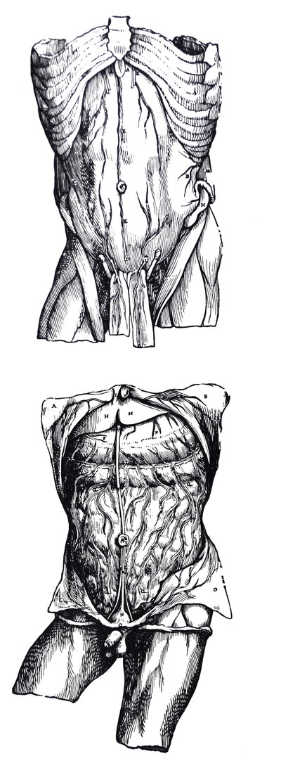 Desky z páté knihy De Humani Corporis Fabrica od Andreas Vesalius