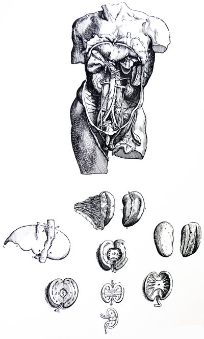 Desky z páté knihy De Humani Corporis Fabrica od Andreas Vesalius