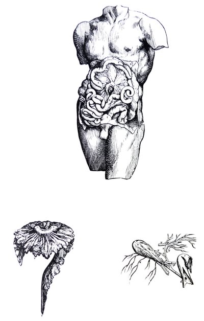 Desky z páté knihy De Humani Corporis Fabrica od Andreas Vesalius