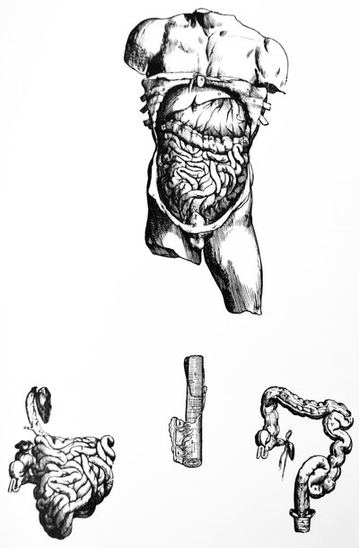 Desky z páté knihy De Humani Corporis Fabrica od Andreas Vesalius
