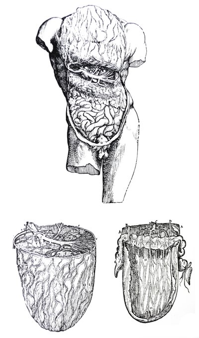 Desky z páté knihy De Humani Corporis Fabrica od Andreas Vesalius