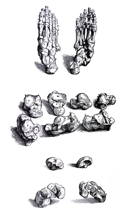 Desky z první knihy De Humani Corporis Fabrica od Andreas Vesalius