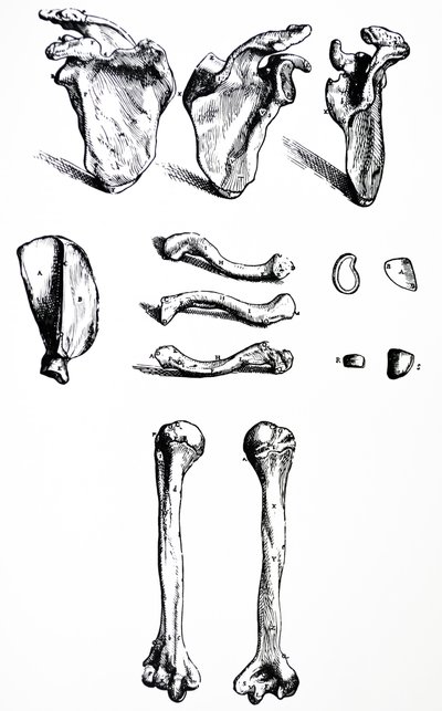Desky z první knihy De Humani Corporis Fabrica od Andreas Vesalius
