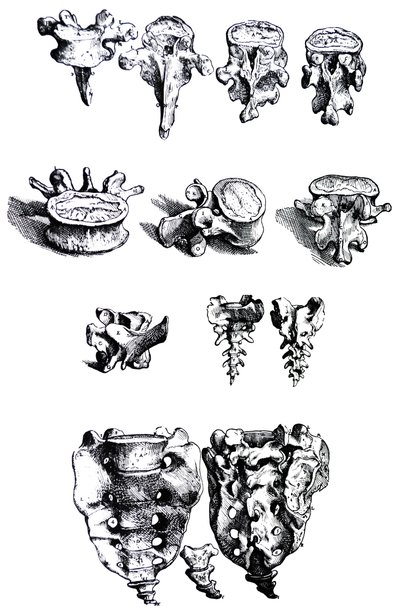 Desky z první knihy De Humani Corporis Fabrica od Andreas Vesalius