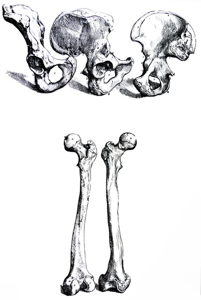 Desky z první knihy De Humani Corporis Fabrica od Andreas Vesalius