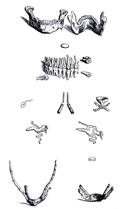 Desky z první knihy De Humani Corporis Fabrica od Andreas Vesalius