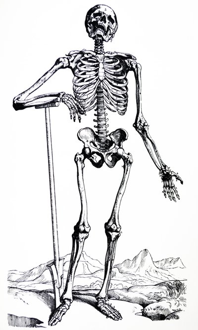 Desky z první knihy De Humani Corporis Fabrica od Andreas Vesalius
