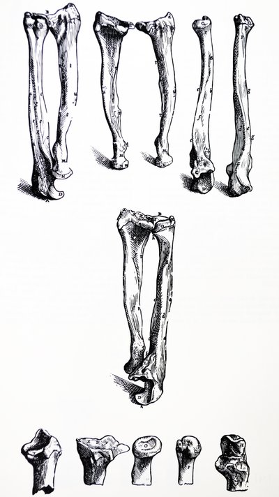 Desky z první knihy De Humani Corporis Fabrica od Andreas Vesalius