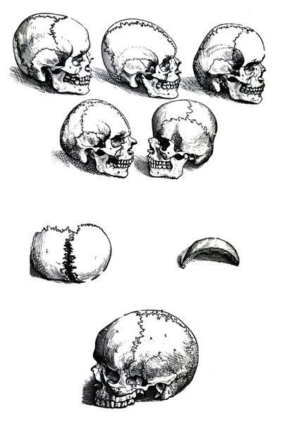 Desky z první knihy De Humani Corporis Fabrica od Andrease Vesalia (1514-1564) od Andreas Vesalius