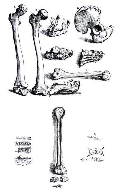 Desky z první knihy De Humani Corporis Fabrica od Andrease Vesalia, (1514-1564) od Andreas Vesalius