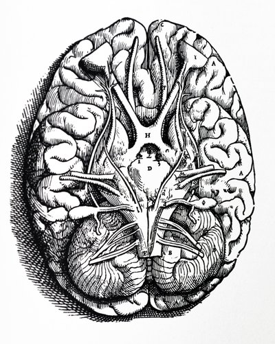 Desky ze čtvrté knihy De Humani Corporis Fabrica od Andreas Vesalius