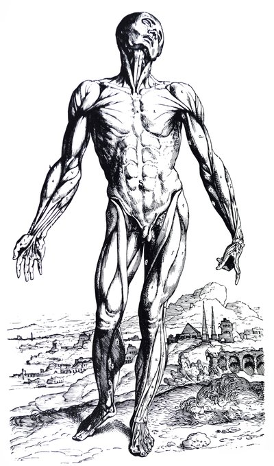Desky z druhé knihy De Humani Corporis Fabrica od Andreas Vesalius