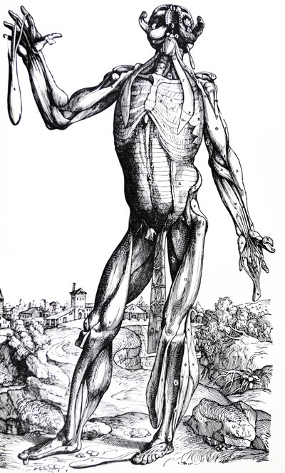Desky z druhé knihy De Humani Corporis Fabrica od Andreas Vesalius