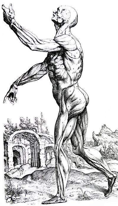 Desky z druhé knihy De Humani Corporis Fabrica od Andreas Vesalius