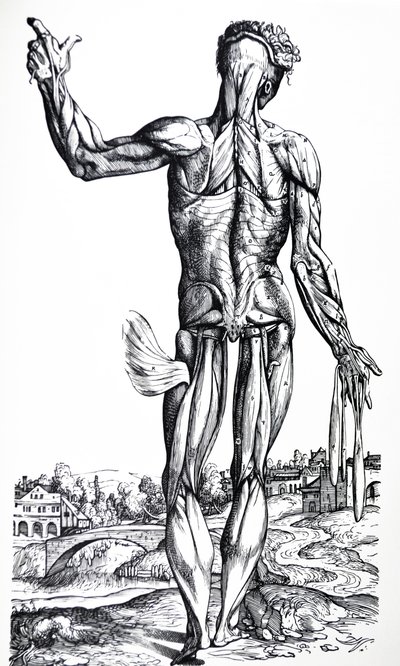Desky z druhé knihy De Humani Corporis Fabrica od Andreas Vesalius