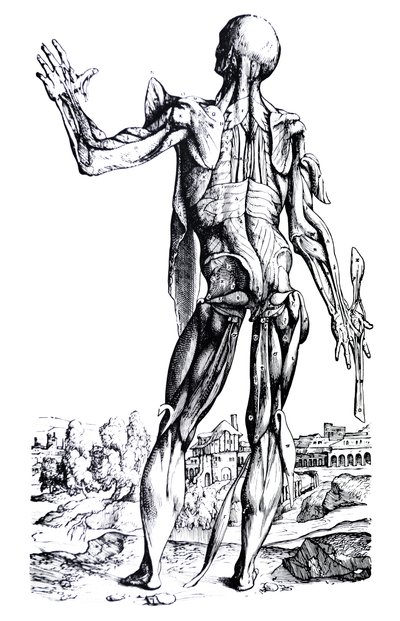 Desky z druhé knihy De Humani Corporis Fabrica od Andreas Vesalius
