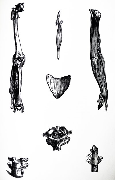 Desky z druhé knihy De Humani Corporis Fabrica od Andreas Vesalius