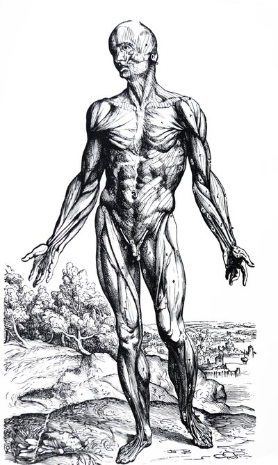 Desky z druhé knihy De Humani Corporis Fabrica od Andreas Vesalius