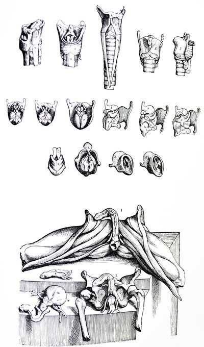 Desky z druhé knihy De Humani Corporis Fabrica od Andreas Vesalius