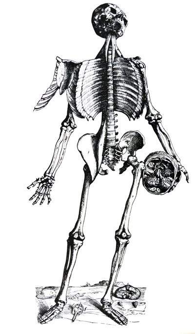 Desky ze sedmé knihy De Humani Corporis Fabrica od Andreas Vesalius