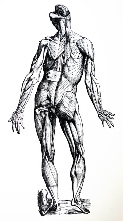 Desky ze sedmé knihy De Humani Corporis Fabrica od Andreas Vesalius