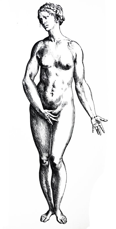 Desky ze sedmé knihy De Humani Corporis Fabrica od Andreas Vesalius