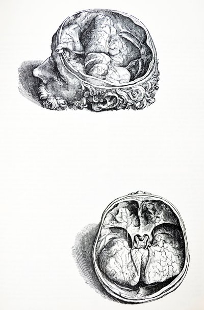 Desky ze sedmé knihy De Humani Corporis Fabrica od Andreas Vesalius