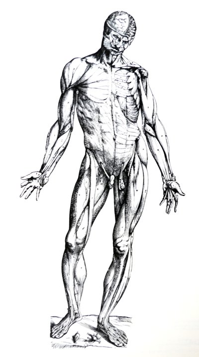 Desky ze sedmé knihy De Humani Corporis Fabrica od Andreas Vesalius