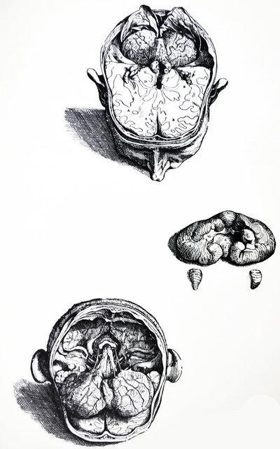 Desky ze sedmé knihy De Humani Corporis Fabrica od Andreas Vesalius